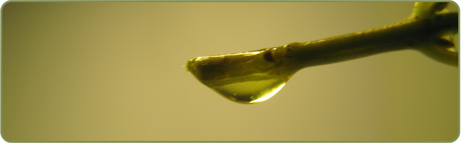 olive_oil.jpg